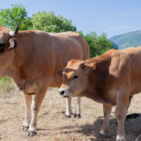 ferme_animaux_sejour